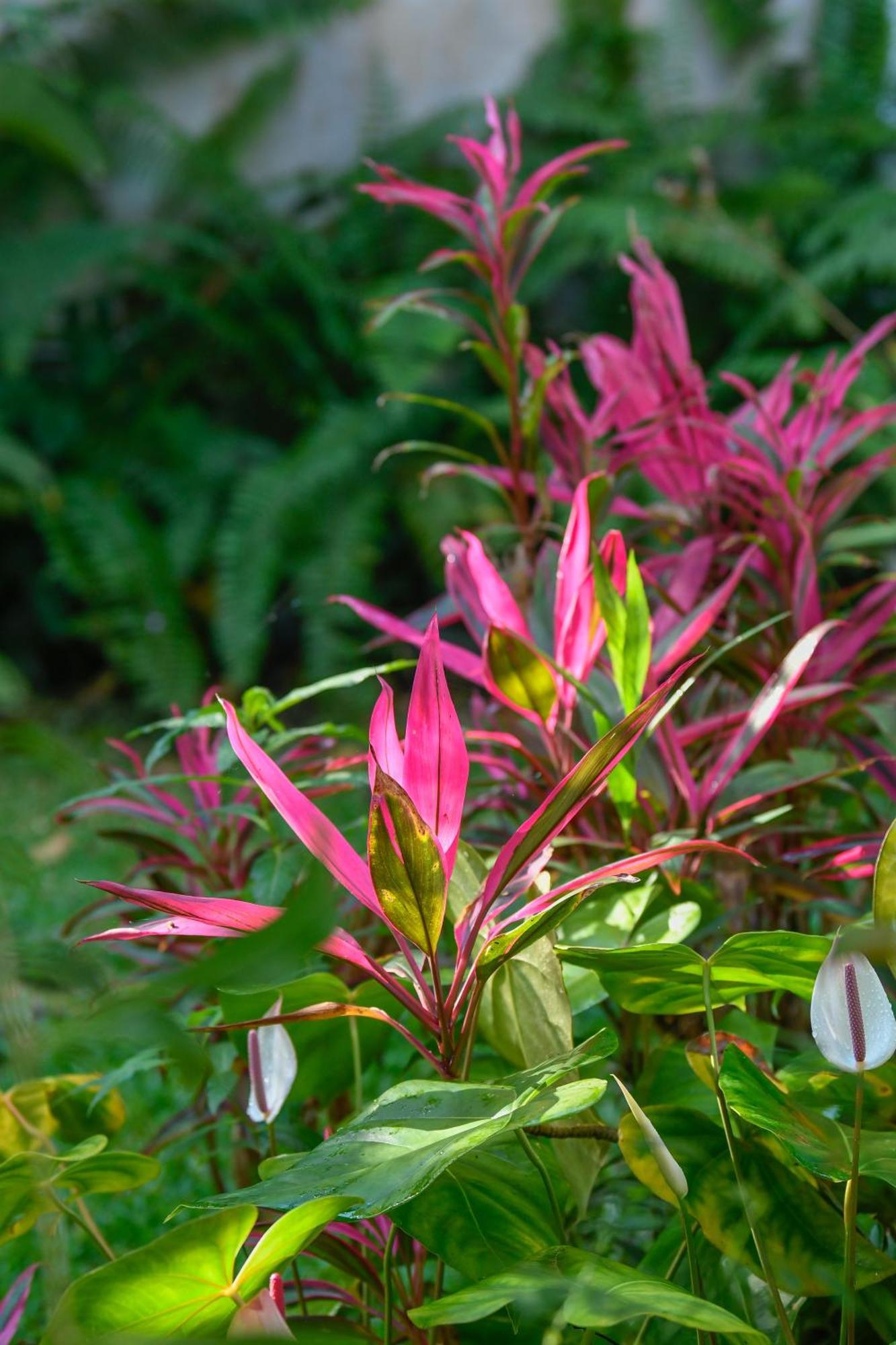 לינה וארוחת בוקר Bras-Panon Le Medinilla מראה חיצוני תמונה